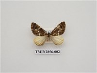 藏品(尺蛾580)的圖片